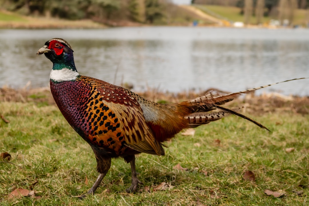 Photo Roasted pheasant